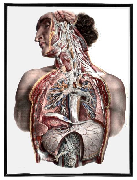 Vintage Anatomy Drawing Anatomy Drawing Vintage Drawing Drawings ...