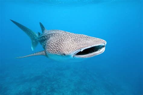 Whale Shark Diet - Fascinating Facts