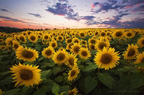 Field of Sunflowers at Sunset. Newbury, Massachusetts. [2400x1600] [OC] : r/EarthPorn