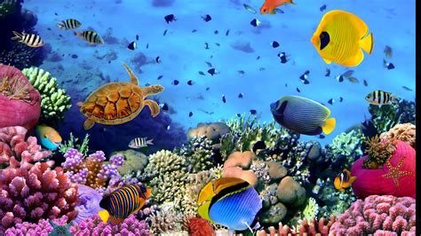 Konsep Populer Tropical Fish Aquarium Wallpaper