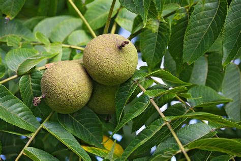 About Black Walnut Trees