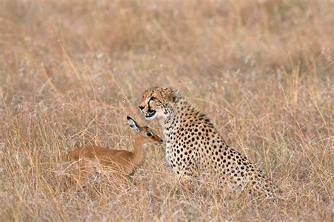 Cheetah and gazelle | Wildlife photography, Wildlife, Pet birds