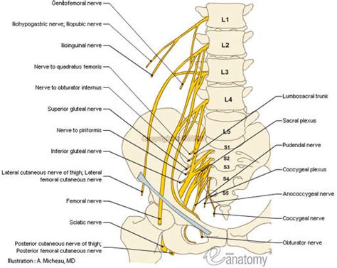 Hip Pain Treatment - Snyder Chiropractic & Wellness Center