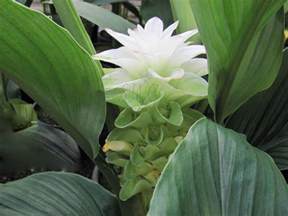 CURCUMA longa Turmeric - Suncoast Tropicals