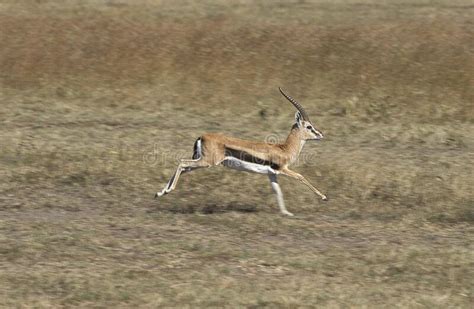 921 Gazelle Running Stock Photos - Free & Royalty-Free Stock Photos ...