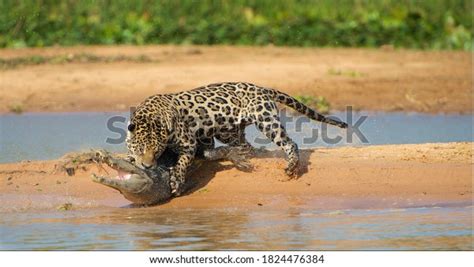 8,130 Jaguar Hunt Images, Stock Photos & Vectors | Shutterstock