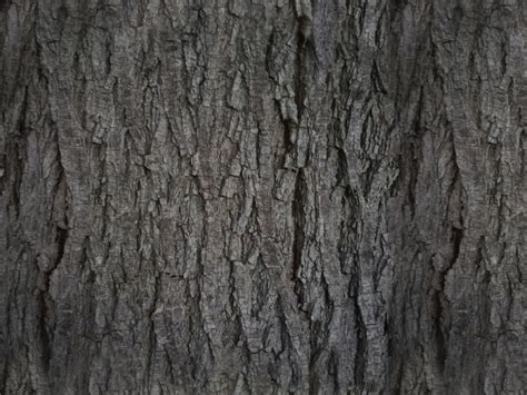 Dark tree bark texture to download - ManyTextures