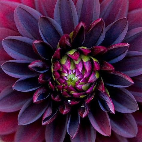 10 Black Dahlia Flower Seeds - Etsy