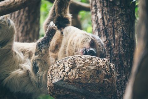 Free Photo | Sloth hanging in tree