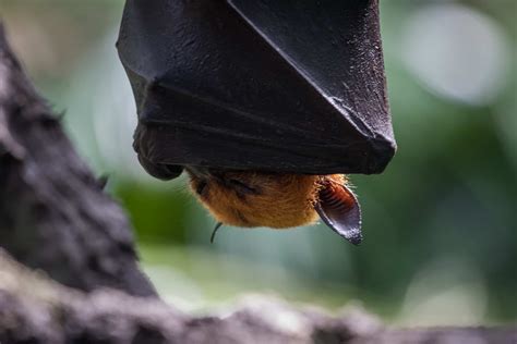 40 Giant Golden-Crowned Flying Fox Facts About The World's Largest Bat