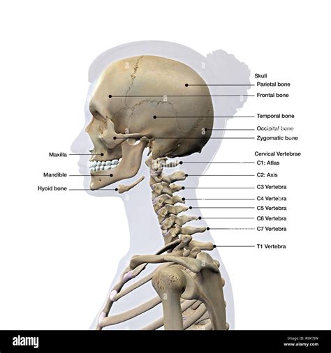 Axis And Atlas Vertebrae Labeled