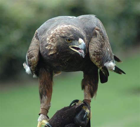 Golden Eagle hunting goat | How It Works Magazine