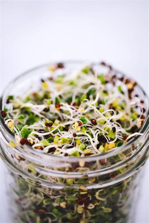 How to Grow Broccoli Sprouts. Broccoli Sprouts Benefits and more.