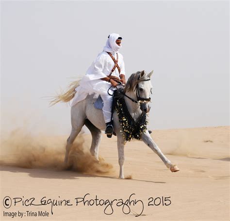 Arabian Horse in the desert with Bedouin Rider photo & image | animals, pets & farm animals ...