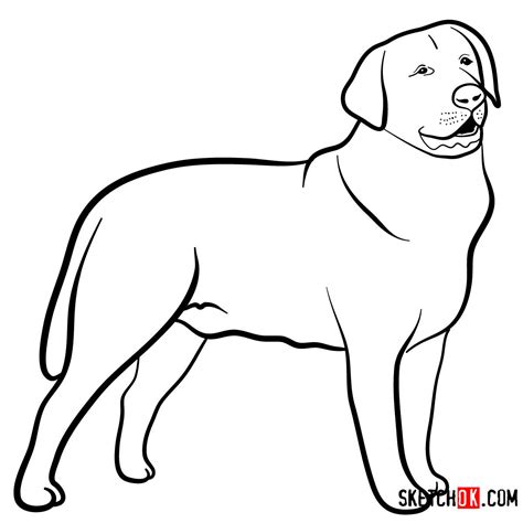 Labrador Dog Drawing | Free download on ClipArtMag