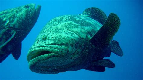 In Cuba, Science Gives Goliath Grouper a Second Chance | The Pew Charitable Trusts