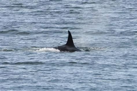 June 26, 2023: J Pod | San Juan Island, WA — Orca Conservancy