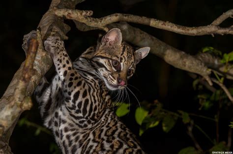 What Is A Ocelots Behavior