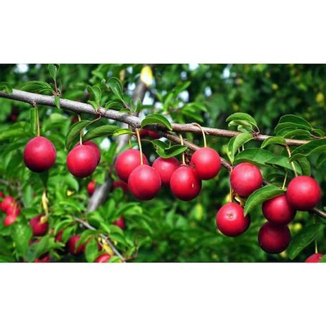 Online Orchards Dwarf Beauty Plum Tree Bare Root FTPL002 - The Home Depot