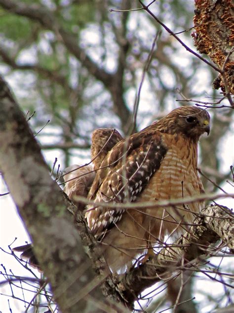 Nesting Hawks - 2014