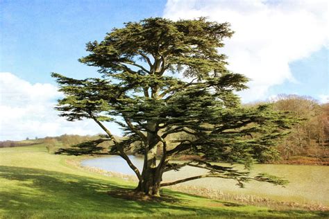 Cedar Tree: Iconic Evergreen of Ecological Importance