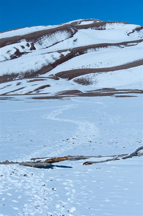 A Tree Falling: Great Sand Dunes: Winter