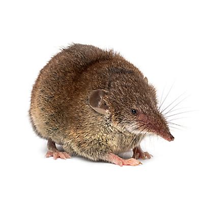 Facts About Shrews | Shrew Facts | Havahart US