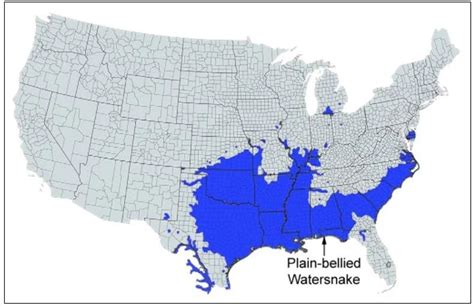 9 Types of Water Snakes Found in Arkansas! (ID Guide) - Bird Watching HQ