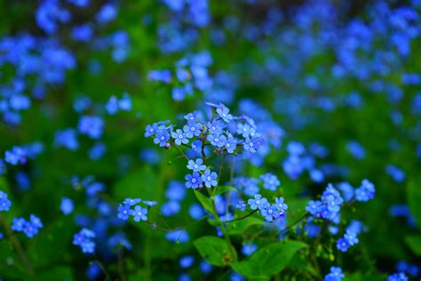 Forget-Me-Not Blossoms: 4K Ultra HD Wallpaper