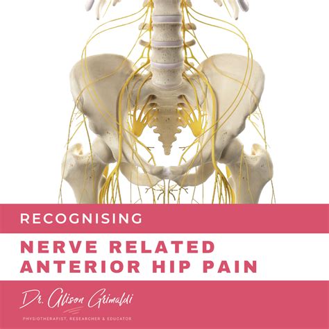 Differential Diagnosis of Anterior Hip Pain - Nerve (2022)