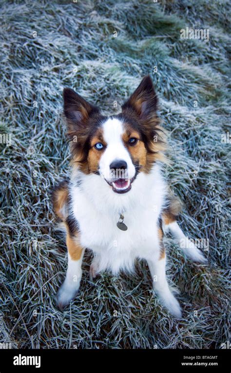 Are Welsh Sheepdog Puppies Lazy