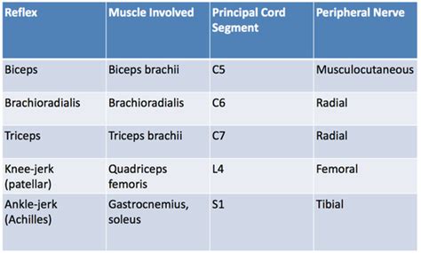 Myotatic Reflexes | Medical school studying, Physical therapist ...