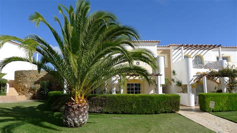 How to Landscape With Palm Trees in Orlando