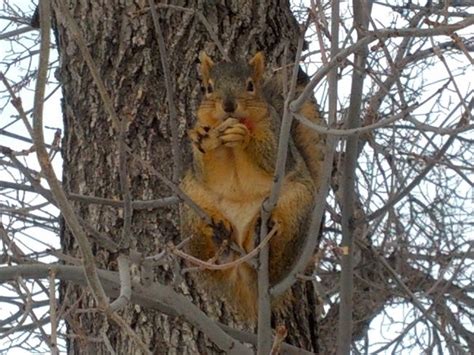 Squirrel eating peanuts left for him. | Animals wild, Animals, Squirrel