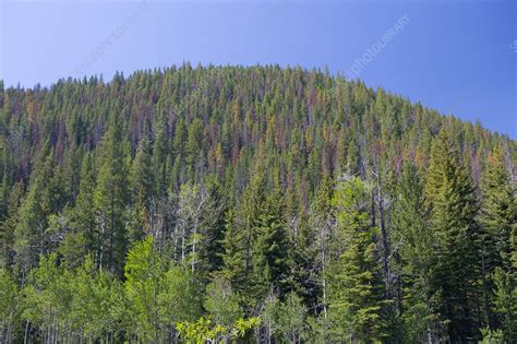 Pine Bark Beetle Damage - Stock Image - C003/7526 - Science Photo Library