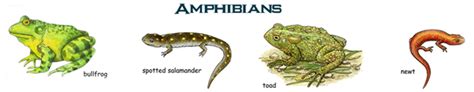 Amphibians: Examples, Features and Adaptations to Terrestrial ...