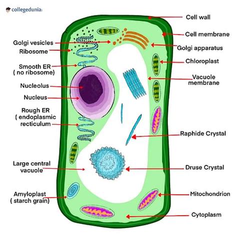 Plant Cell Model: Nutrition, Parts & Project