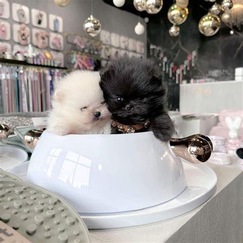 Welcome - Jekins Teacup Pomeranian Puppies