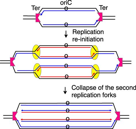 Replication Fork