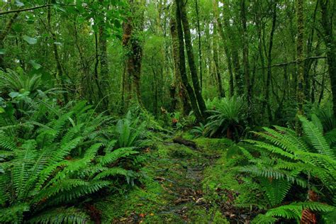 Flora Hutan Yang Terdiri Dari Jenis Tumbuh Tumbuhan Disebut Hutan - Perumperindo.co.id