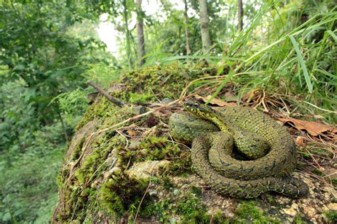 New species of venomous snake discovered in endangered Mexican cloud forests