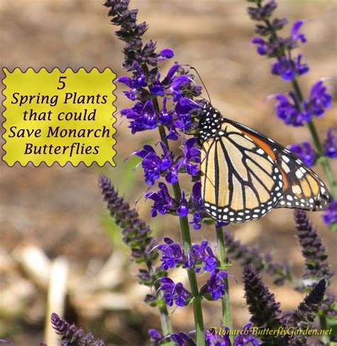 5 Spring Plants That Could Save Monarch Butterflies