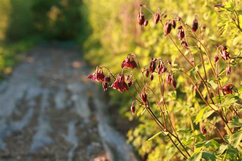 Columbine - Floret Flowers