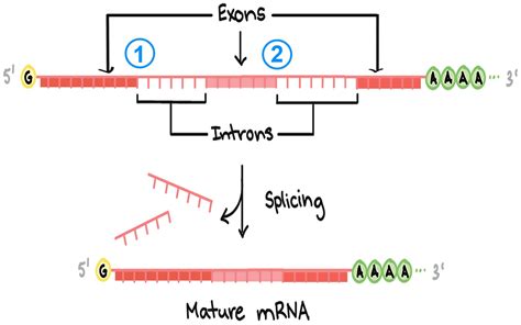 Predicting how splicing errors impact disease risk | Cold Spring Harbor Laboratory