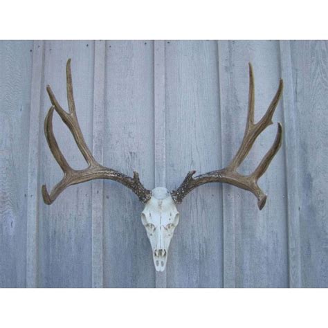 Mule Deer European Mount | Antler Decor