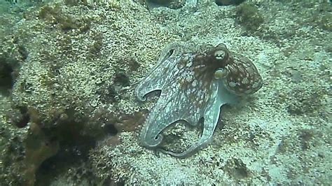 Octopus Camouflage - Amazing ! - YouTube