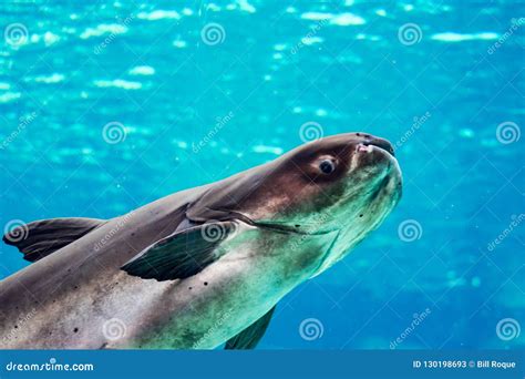 An Endangered Mekong Giant Catfish Pangasianodon Gigas while Swimming on a Blue Water Aquarium ...