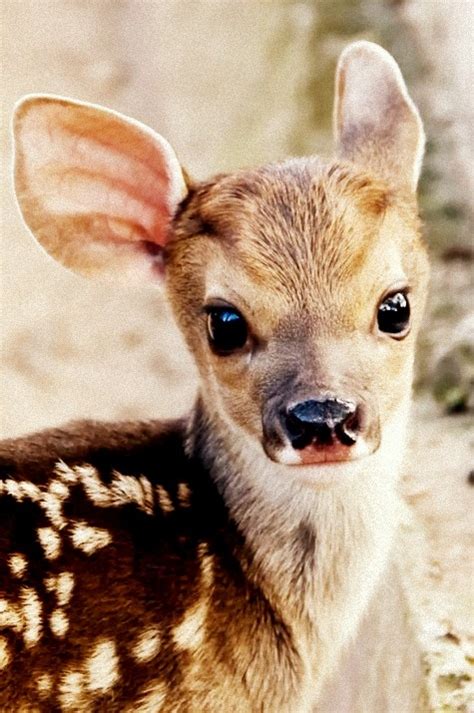 Baby Deer Pictures, Photos, and Images for Facebook, Tumblr, Pinterest ...