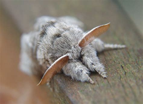 Pale Tussock 1 | Cute moth, Pretty animals, Moth