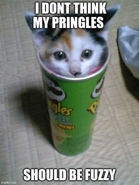 Funny Kittens Memes